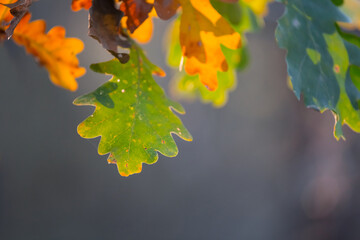 closeup oak tree branch in a forest with varicoloured dry leaves, beautiful autumn outdoor background