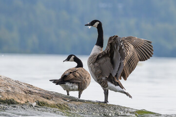 canadas goose