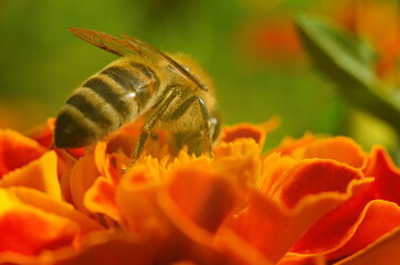 photo of a beautiful bee and flowers a sunny day.