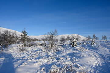 Fototapeta na wymiar winter lapland