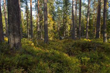 Fototapeta na wymiar Forest scenery with pine