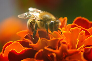 photo of a beautiful bee and flowers a sunny day.