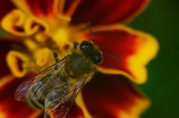 photo of a beautiful bee and flowers a sunny day.