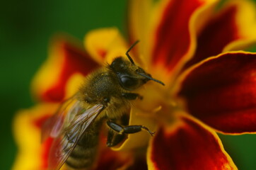 photo of a beautiful bee and flowers a sunny day.