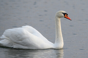 Fototapeta premium swan