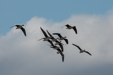 flying gooses