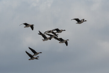 flying gooses