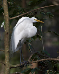 Great White Egret Stock Photo.  Perched on tree branch.  Blur background. Spread fluffy wings. Picture. Portrait. Image.