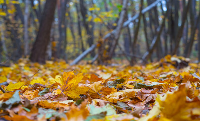 closeup forest glade with red dry leaves on a ground