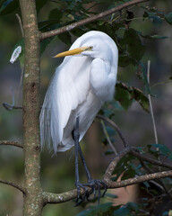 Great White Egret Stock Photo.  Great White Egret perched on a branch with a blur background displaying white feathers plumage, in its environment and habitat. Image. Portrait. Photo. Picture.