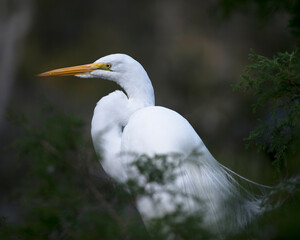 Great White Egret Stock Photo. Great White Egret head close-up profile. Blur background. Looking to the left side.