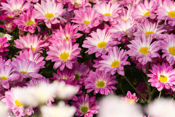 Fototapeta na wymiar Beautiful chrysanthemums blooming in the garden