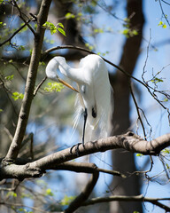 Great White Egret Stock Photo.  Great White Egret bird perched with blur background. Image. Picture. Portrait.