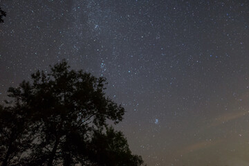 tree silhouette on a night starry sky background