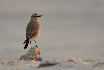 Isabelline Wheatear perched on a stone at Busaiteen coast of Bahrain