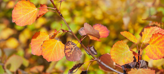 Aspen branch (or otherwise Populus tremula ) with autumn leaves in the rays of a rich sunset. Narrow focus, macro.