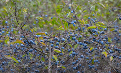 closeup thorn bush with ripen berries, autumn outdoor scene