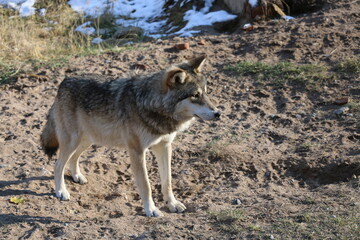 Real wild wolf 