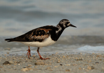 Ruddy Turnstone at Busaiteen coast, Bahrain