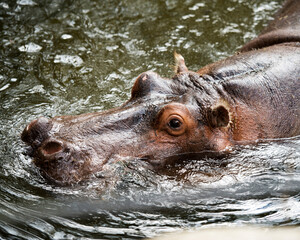 Hippopotamus animal stock photos. Hippopotamus head close-up, submerged in the water at the park zoo. Image. Picture. Portrait.