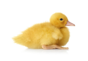 Cute fluffy gosling on white background. Farm animal