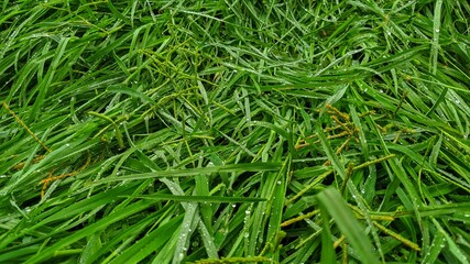Cynodon Dactylon doob lawn grass, green ripe Scutch grass plant and leaves