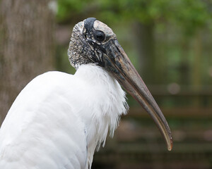 Wood Stork Stock Photos. Wood stork head close-up profile view with blur background displaying head, eye, beak, white and black plumage in its environment and habitat. Picture. Portrait. Image,