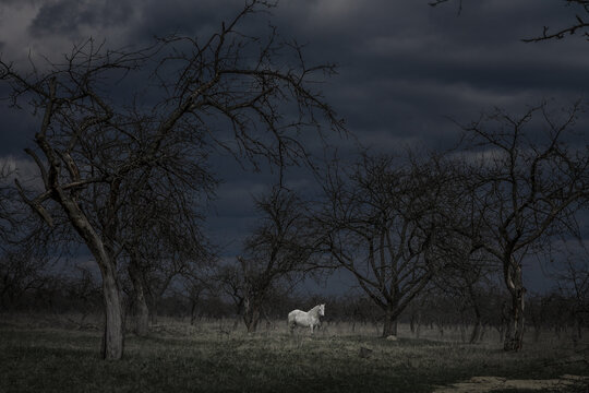 white horse in a dark scary forest