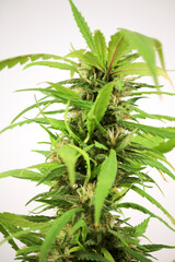 Cannabis sativa plant in the garden