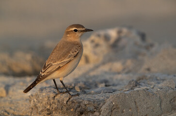 Isabelline Wheatear at Busaiteen coast of Bahrain
