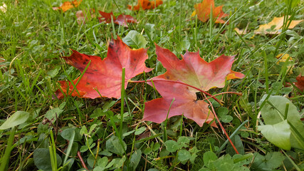 Autumn red maple leaves close-up on a green lawn, fallen leaves are visible around.