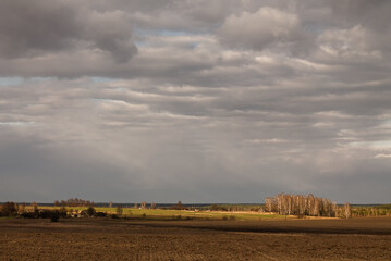 Fototapeta premium Agricultural crop field at sunset. Lonely oak tree and forest in the background. Colorful evening clouds. Country landscape.