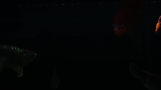 Red blood parrot cichlid are swimming in fish tank.