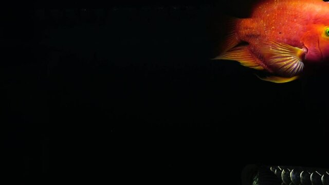 Red blood parrot cichlid are swimming in fish tank.