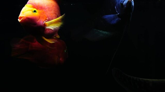 Red blood parrot cichlid are swimming in fish tank.