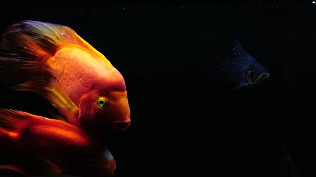 Red blood parrot cichlid are swimming in fish tank.