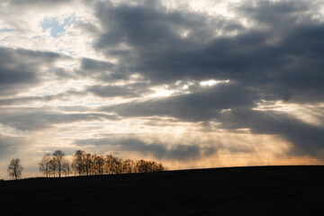Agricultural crop field at sunset. Lonely oak tree and forest in the background. Colorful evening clouds. Country landscape.