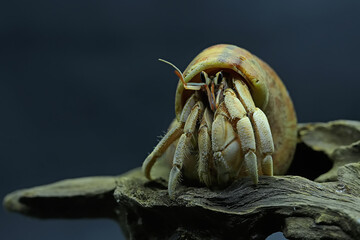 A hermit crab (Paguroidea sp) are walking slowly on black media.