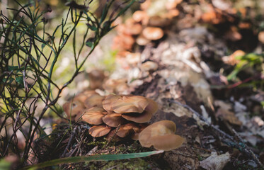 mushrooms in the autumn forest. The background of nature.
