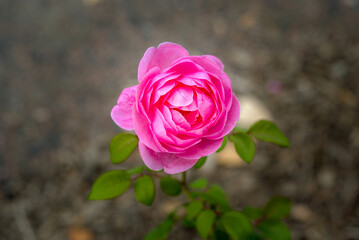 pink rose on a branch