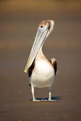 The brown pelican (Pelecanus occidentalis) is a bird of the pelican family, Pelecanidae, one of three species found in the Americas and one of two that feed by diving into water. 
