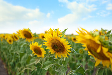 Beautiful view of sunflowers growing in field