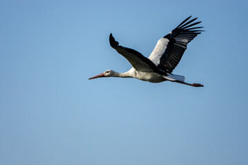 Storch im Flug