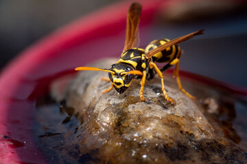 macro of a wasp
