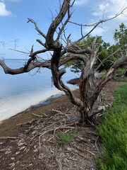 Ocean Tree