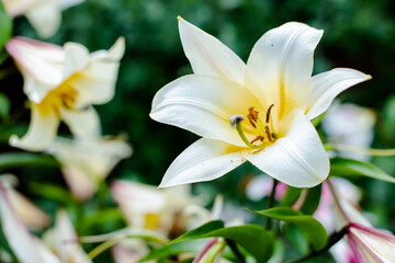 white lily flower garden. white Easter lily blooming in nature. Pretty lilium longiflorum flower with bud outside in spring. flower symbolizing purity and hope