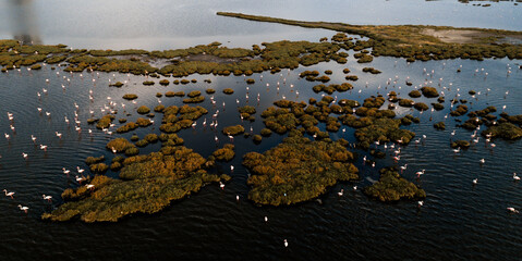 Pink flamingos in their natural environment with drone shooting