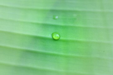 Banana leaf with water drop. Banana leaf with raindrop. green Leaf with Water Droplet. Natural background.