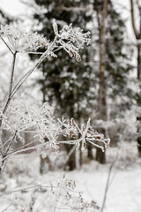 bush cowered by hoarfrost