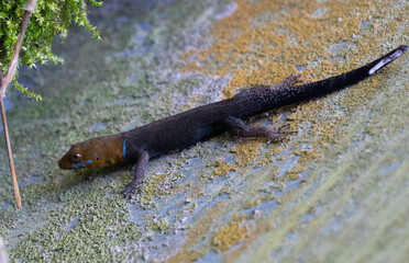 scincidae